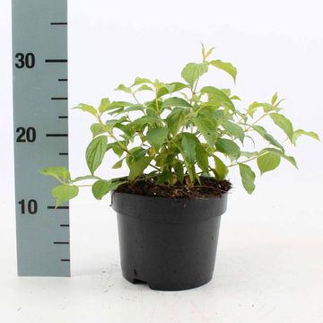 Cornus sanguinea 'Anny's Winter Orange'