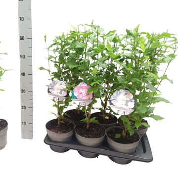 Hibiscus syriacus CHIFFON MIX