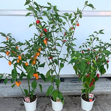 Capsicum chinense MIX