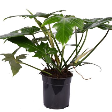 Philodendron 'Green Dragon'