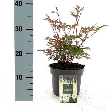 Astilbe 'Deutschland'
