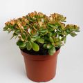 Crassula ovata 'Sunset'