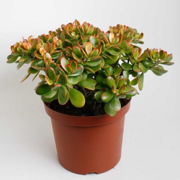 Crassula ovata 'Sunset'