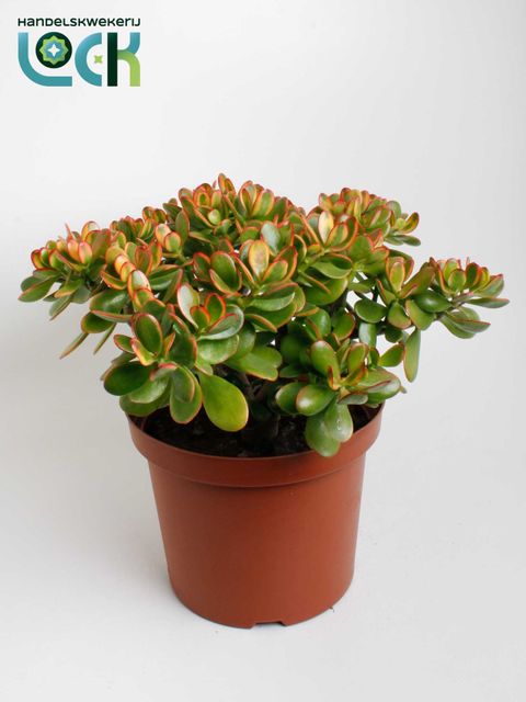 Crassula ovata 'Sunset'