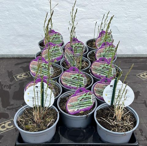 Asparagus officinalis