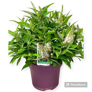 Buddleja davidii BUTTERFLY CANDY LITTLE WHITE