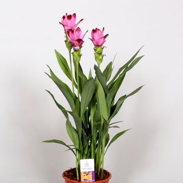 Curcuma alismatifolia SIAM SPLASH