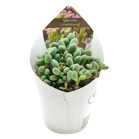 Tylecodon schaeferianus