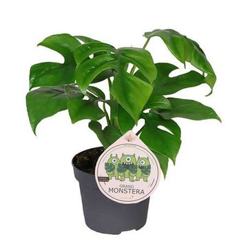 Monstera minima