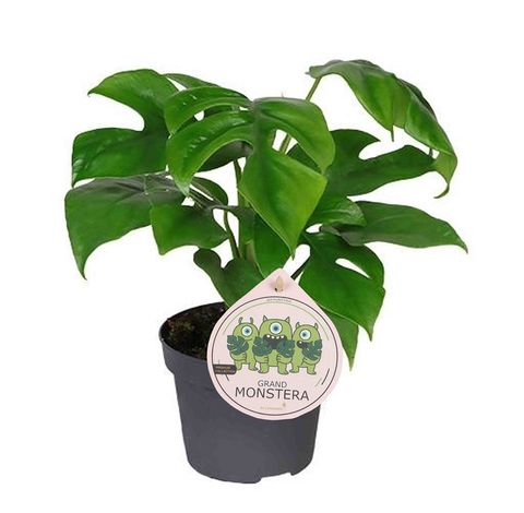 Monstera minima