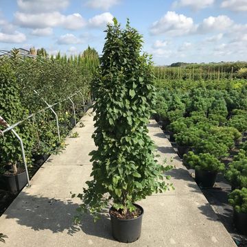 Carpinus betulus 'Monument'
