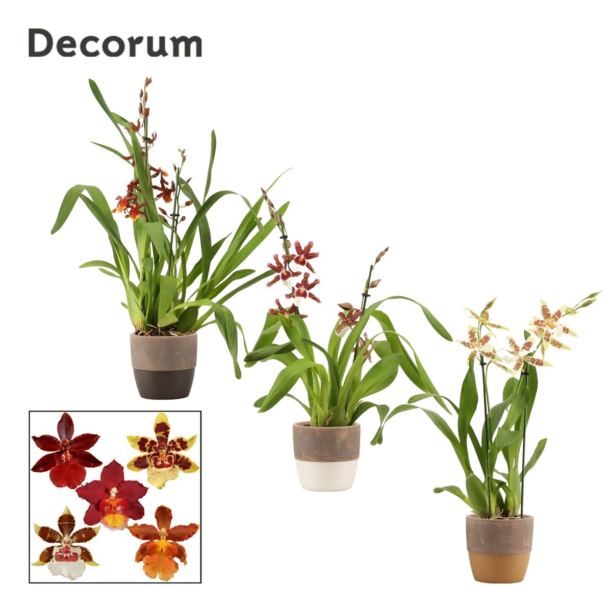 X Cambria MIX Plant Wholesale FlorAccess x-cambria-mix-plant-wholesale-floraccess