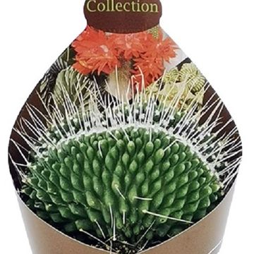 Mammillaria spinosissima 'Un Pico Cristata'