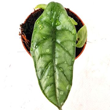 Alocasia heterophylla 'Metallic Blue'