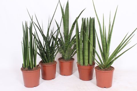 Sansevieria MIX