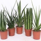 Sansevieria MIX