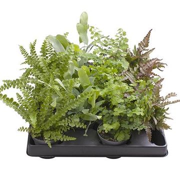 Ferns MIX