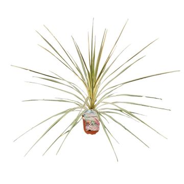 Cordyline australis 'Torbay Dazzler'