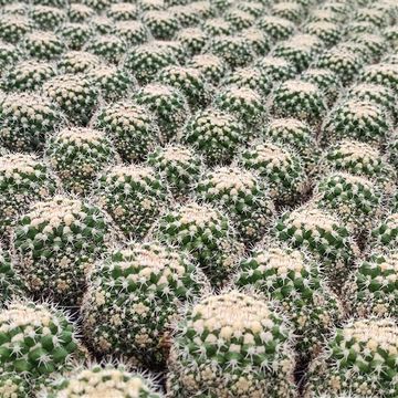 Mammillaria eichlamii
