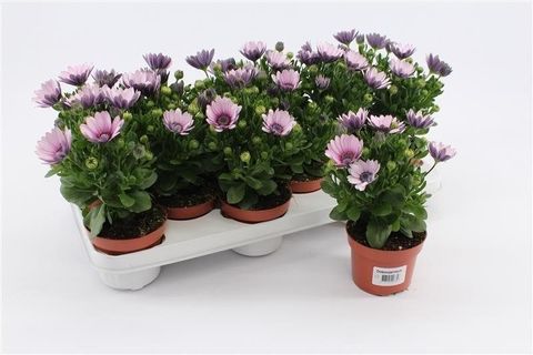 Osteospermum CAPE DAISY PURPLE ILLUMINATION