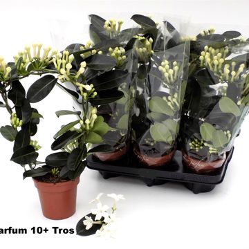 Stephanotis floribunda