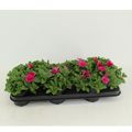 Petunia POTUNIA PICCOLA HOT PINK