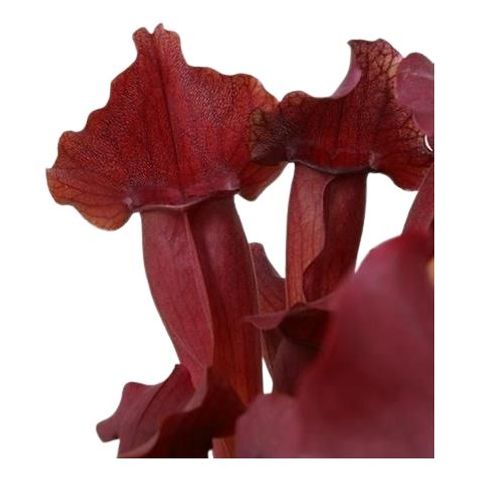 Sarracenia 'Maroon'