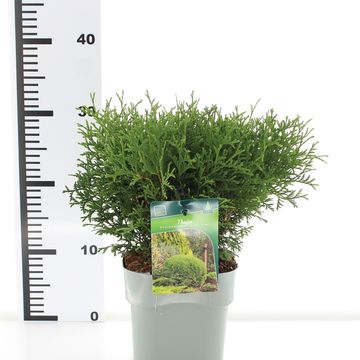 Thuja occidentalis 'Tiny Tim'