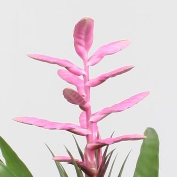 Tillandsia 'Andreas'
