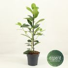 Ficus microcarpa 'Fuji'