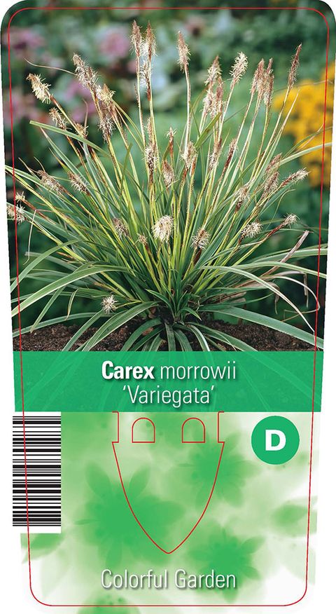 Carex morrowii 'Вариегата'