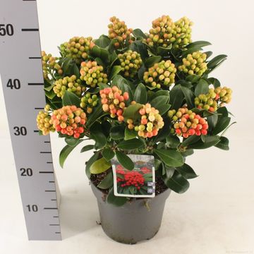 Skimmia japonica 'Temptation'