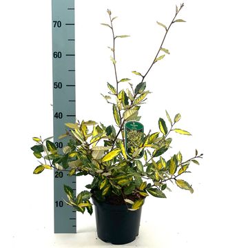 Elaeagnus pungens 'Maculata'