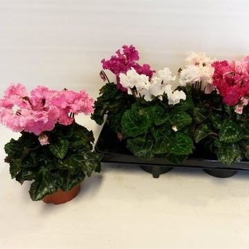 Cyclamen persicum SUPER SERIE MERENGUE MIX