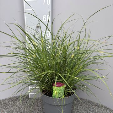 Miscanthus sinensis 'Strictus Dwarf'