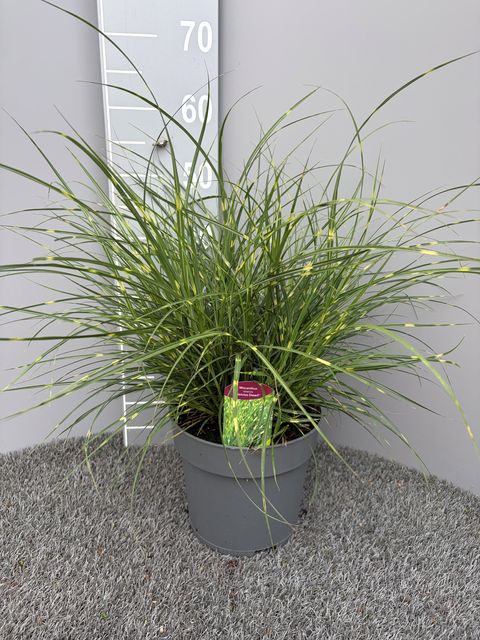 Miscanthus sinensis 'Strictus Dwarf'