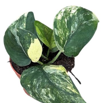 Scindapsus 'Jade Satin Aurea'