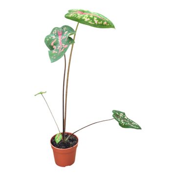 Caladium picturatum