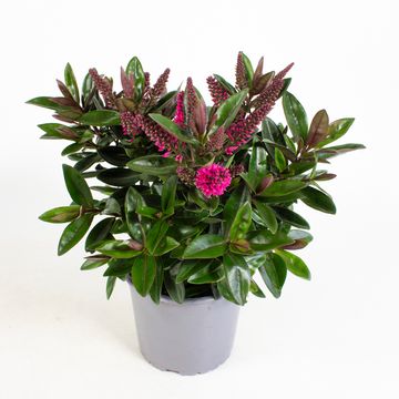 Hebe 'Taharua'