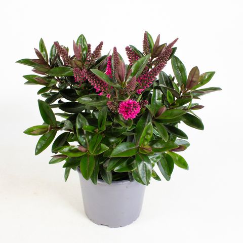 Hebe 'Taharua'