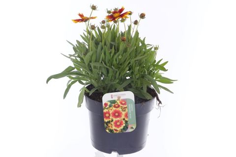 Coreopsis UPTICK YELLOW & RED