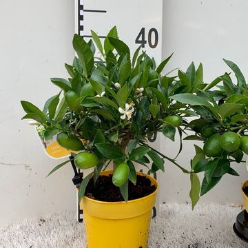 Citrus x floridana 'Livia'