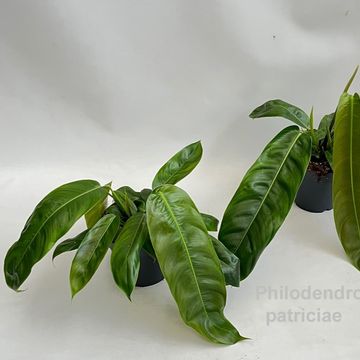 Philodendron patriciae