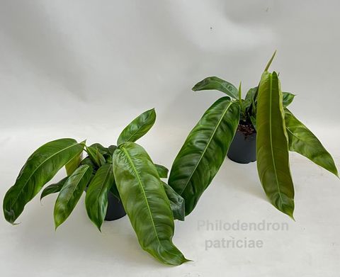 Philodendron patriciae