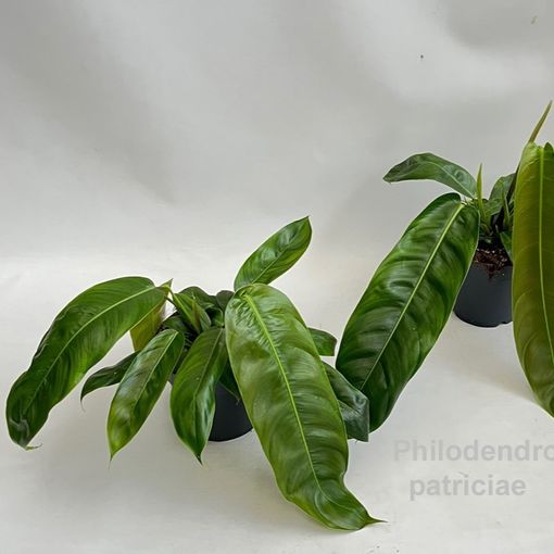 Philodendron patriciae