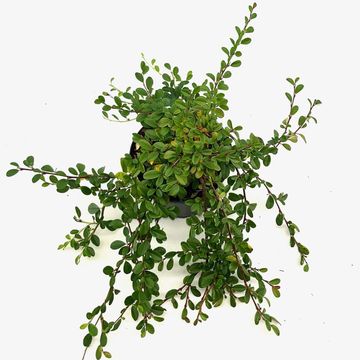 Cotoneaster dammeri