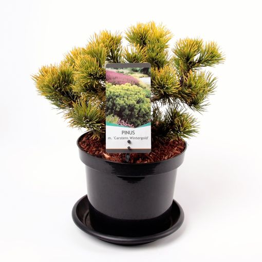 Pinus mugo 'Карстен'