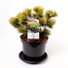 Pinus mugo 'Carsten'