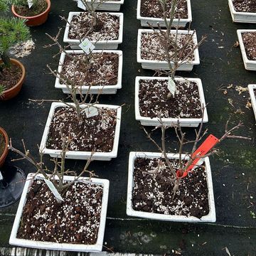 Acer palmatum 'Shaina'