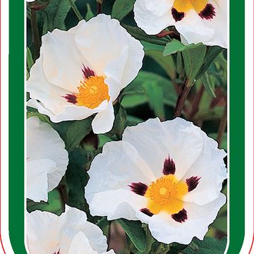 Cistus x loretii